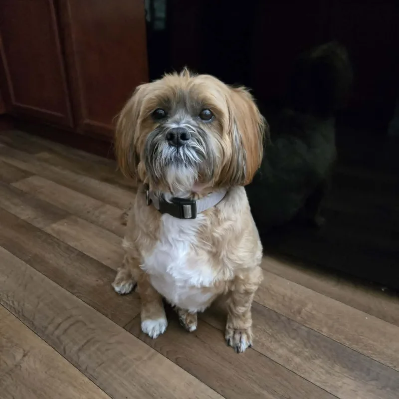 Chewy