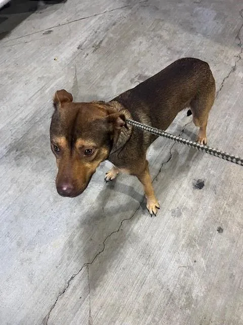 A young medium-sized male Terrier dog named Tango for adoption in Miami, FL