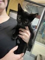 An adult medium-sized male Domestic Short Hair cat named Rowe for adoption in Charleston, SC