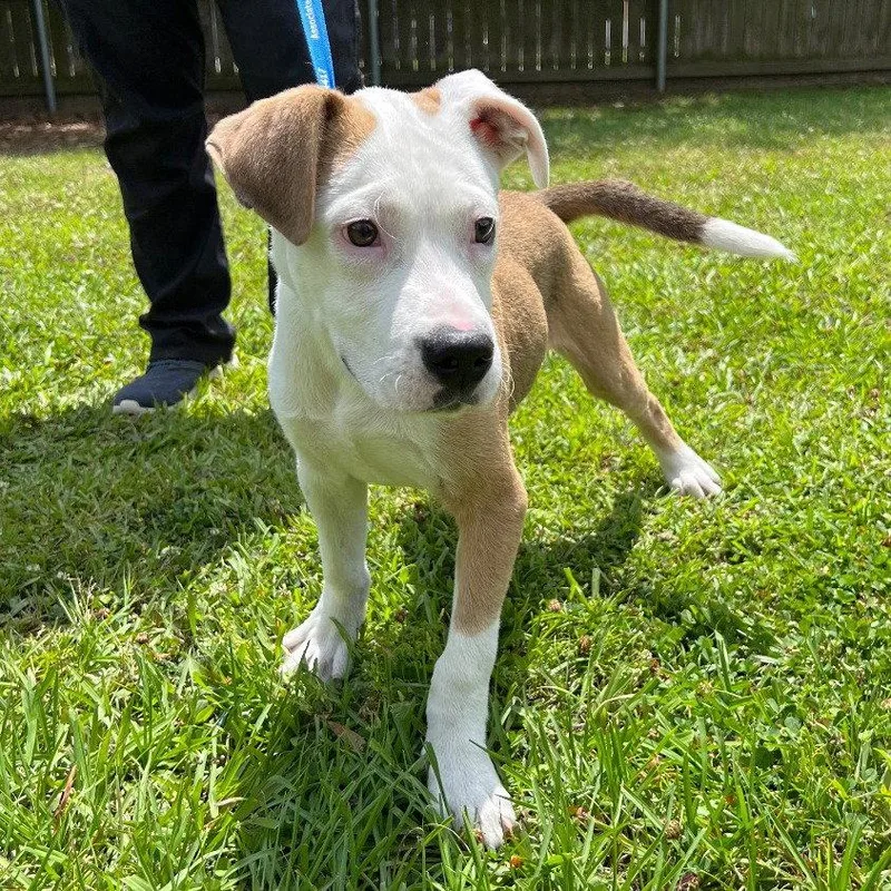 A baby medium-sized male Pit Bull Terrier dog named Lester for adoption in Bloomfield, CT