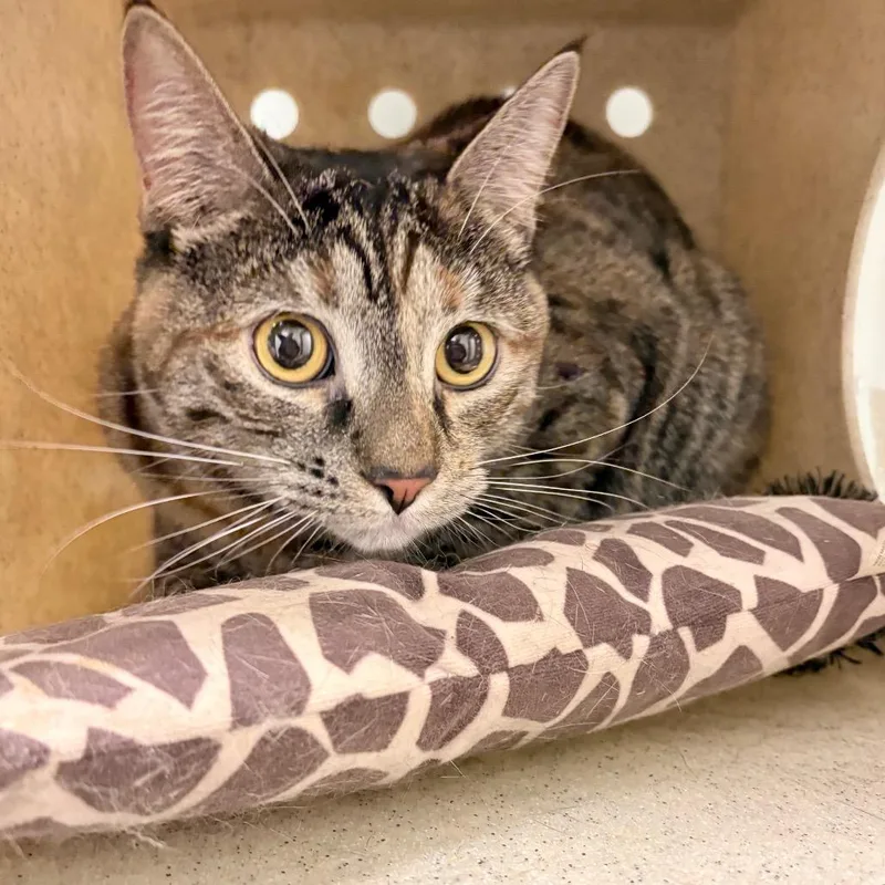 A young small-sized female Black Domestic Short Hair cat named Zola for adoption in Philadelphia, PA