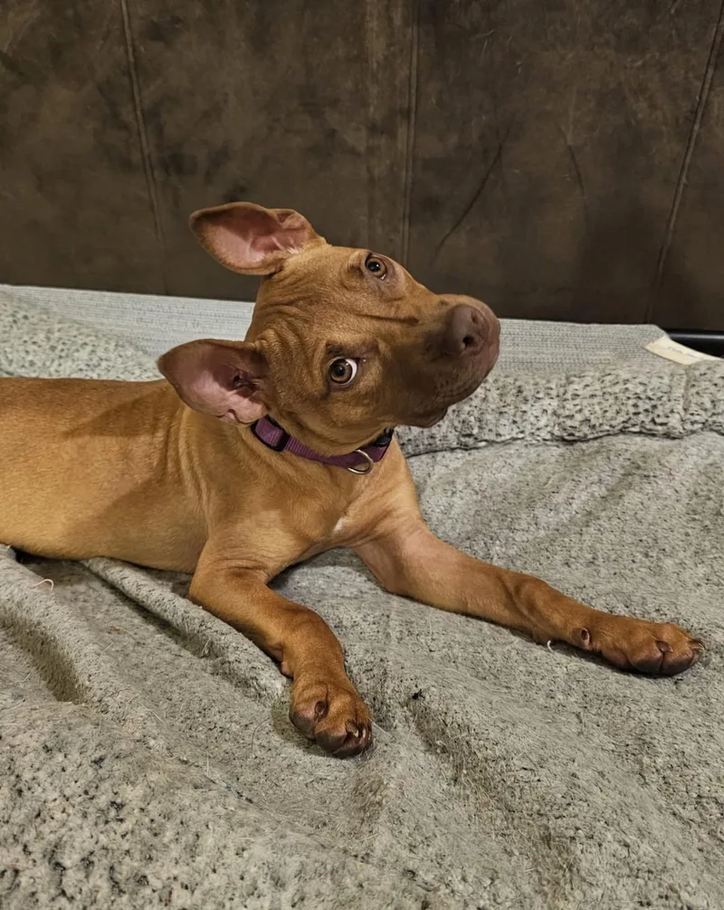A young medium-sized female Mixed Breed dog named Juney for adoption in Cornelius, NC