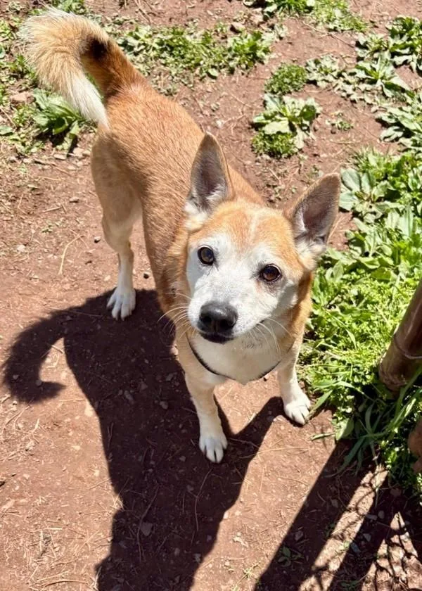 A senior small-sized male Shiba Inu dog named Waffles for adoption in Skillman, NJ