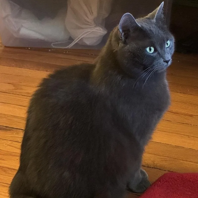 An adult large-sized female Gray / Blue / Silver Domestic Short Hair cat named Pip for adoption in Rockford, MI