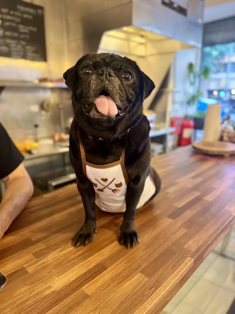 A senior small-sized female Black Pug dog named Velvet for adoption in Torrance, CA
