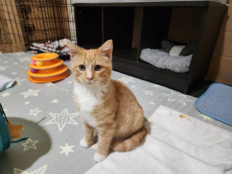 A baby small-sized male Domestic Short Hair cat named Drew for adoption in Wheaton, IL