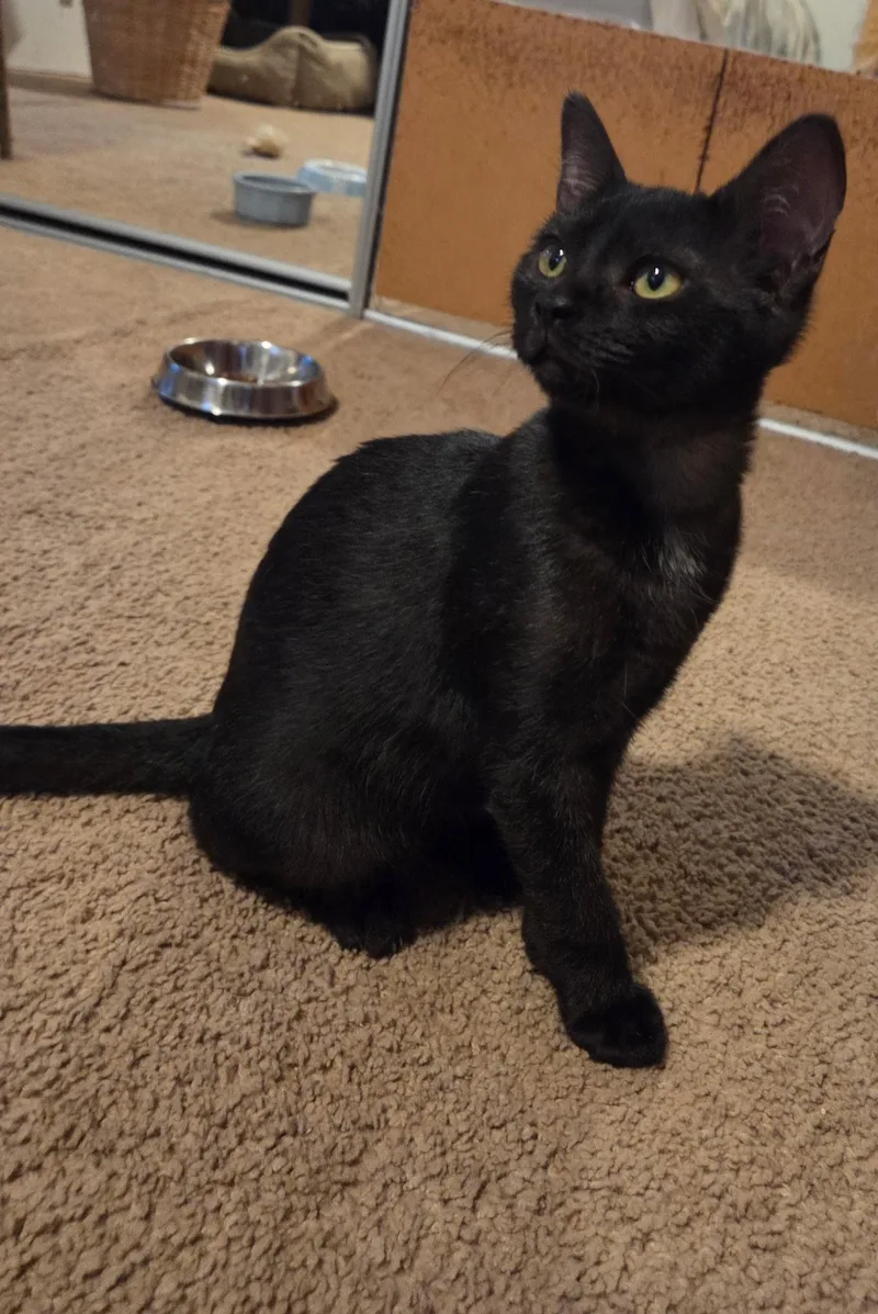 A baby medium-sized female Black Domestic Short Hair cat named Julia for adoption in Los Angeles, CA