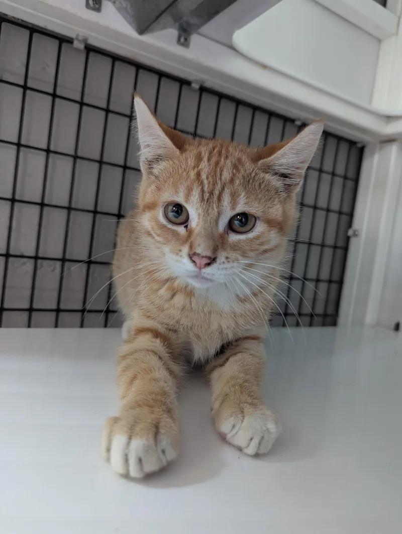 A baby medium-sized male Domestic Short Hair cat named Hazy for adoption in Oconto, WI