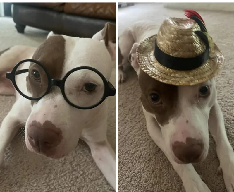 An adult large-sized male Pit Bull Terrier dog named Nala for adoption in Panama City, FL