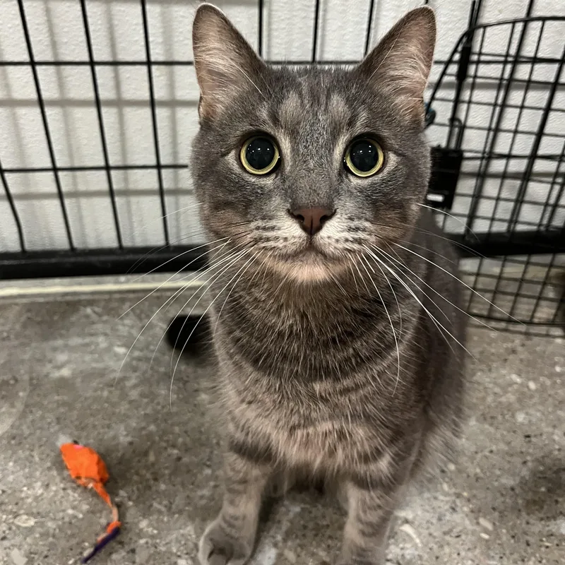 An adult medium-sized male Gray & White Domestic Short Hair cat named Kemuri for adoption in Columbus, OH