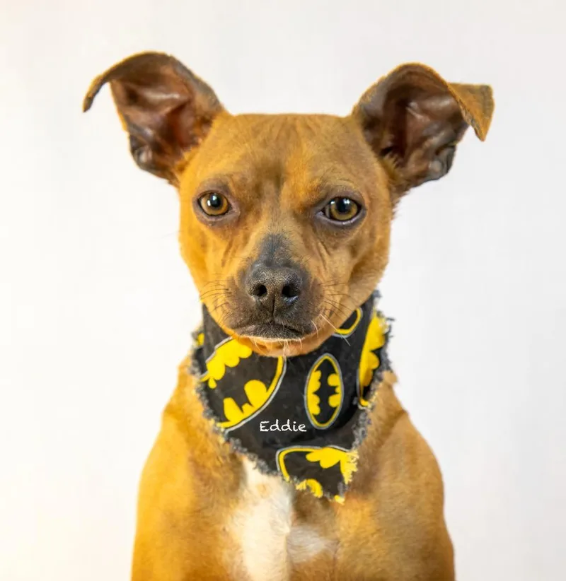A young small-sized male Chihuahua dog named Eddie for adoption in Hot Springs Village, AR