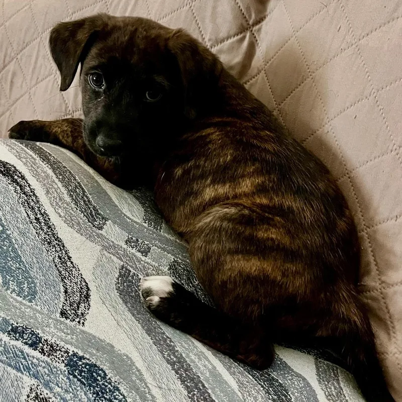 A baby medium-sized female Labrador Retriever dog named Val for adoption in Cordova, TN
