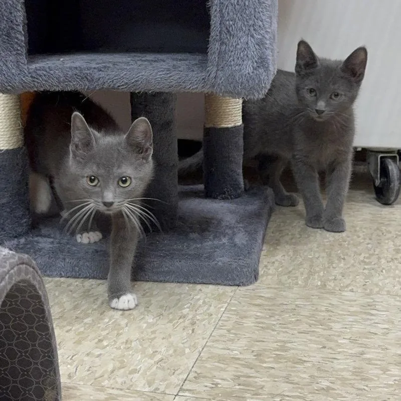 A young medium-sized male Gray / Blue / Silver Domestic Short Hair cat named Myers for adoption in Spring Lake, NJ