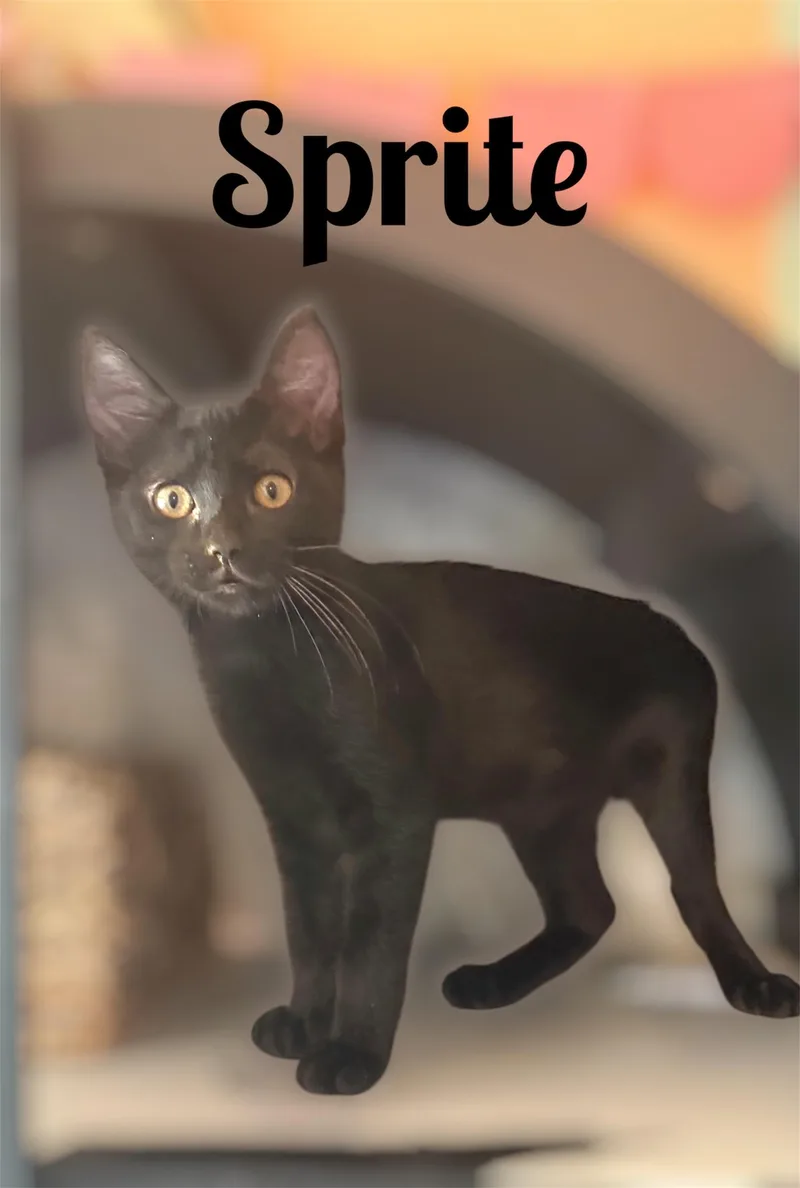 A baby small-sized male Black Domestic Short Hair cat named Sprite for adoption in Auburn, CA