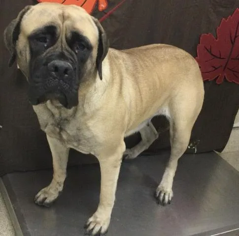 A young medium-sized female Mastiff dog named Bettyboo for adoption in Riverside, CA