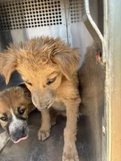 A baby small-sized female German Shepherd Dog dog named Rainbow for adoption in Phoenix, AZ