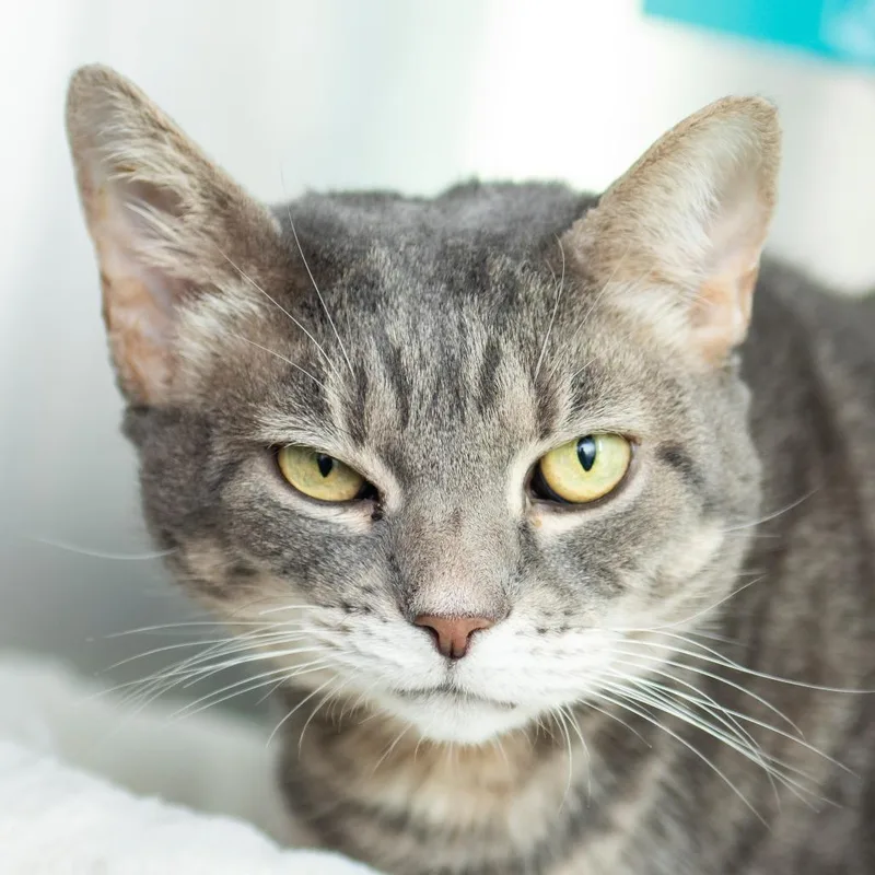 An adult large-sized female Domestic Short Hair cat named Libby for adoption in Middletown, RI