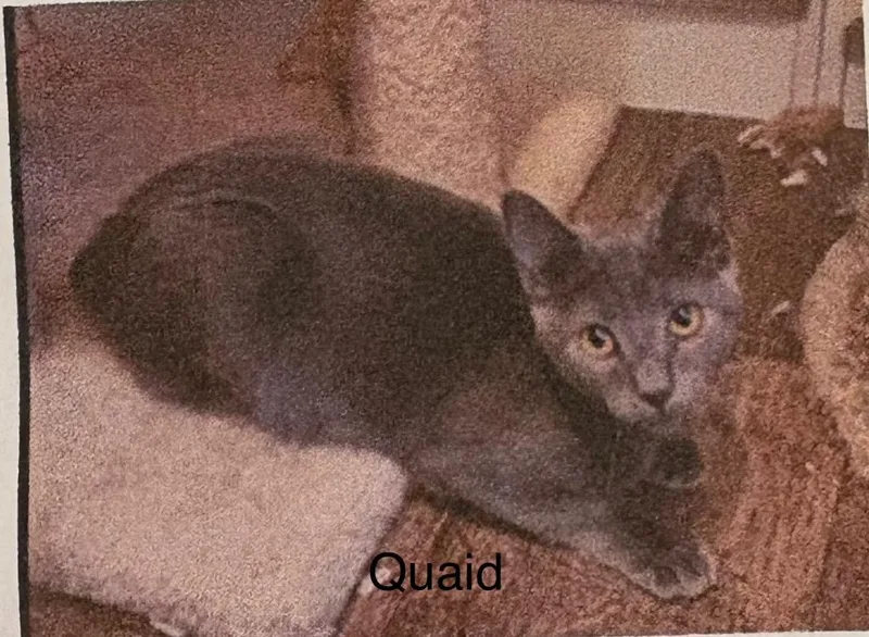 A baby medium-sized male Russian Blue cat named Quaid for adoption in Heber City, UT