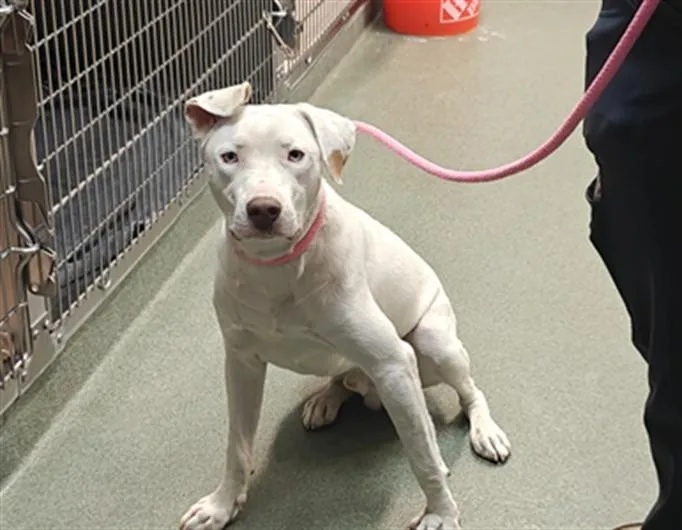 A young medium-sized male Mixed Breed dog named Sunspot for adoption in Santa Fe, NM