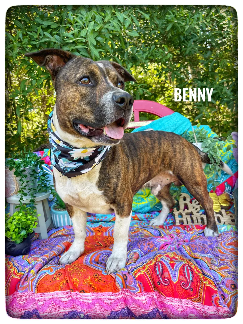 An adult medium-sized male Pit Bull Terrier dog named Benny for adoption in Sebring, FL