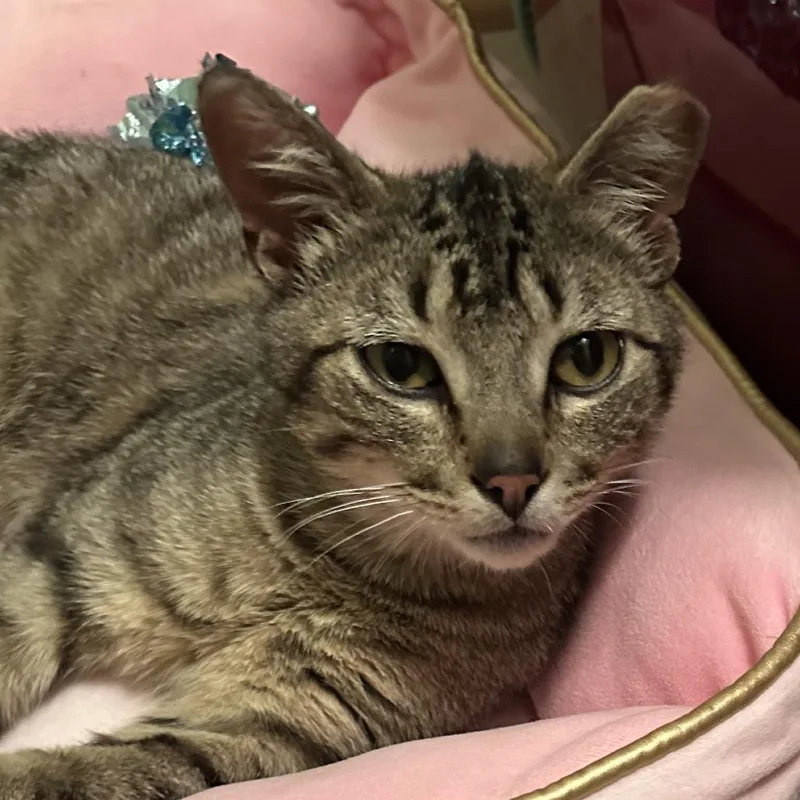 An adult medium-sized male Brown / Chocolate Domestic Short Hair cat named Pickles C for adoption in Princeton, MN