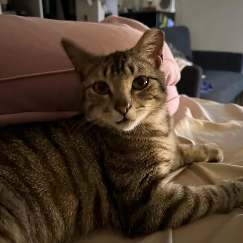 Pickles C thumbnail 3