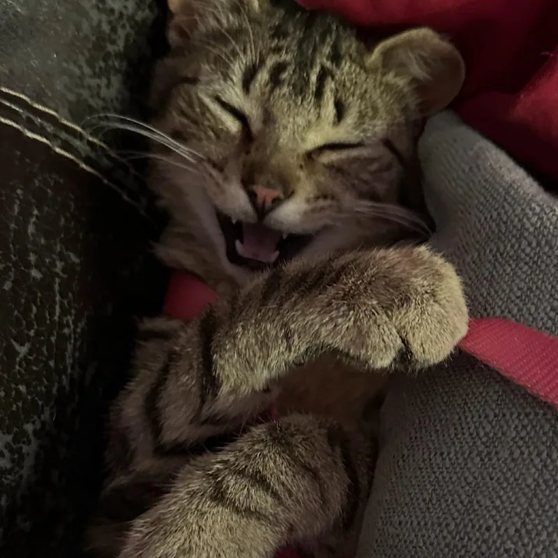 Pickles C thumbnail 5