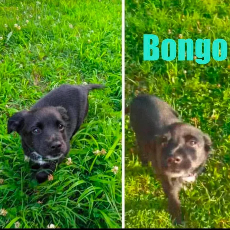 A baby small-sized male Black Spaniel dog named Bongo for adoption in Rockville, MD