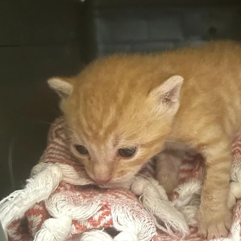 A baby small-sized male Orange / Red Domestic Short Hair cat named Tiger for adoption in Grantsville, UT