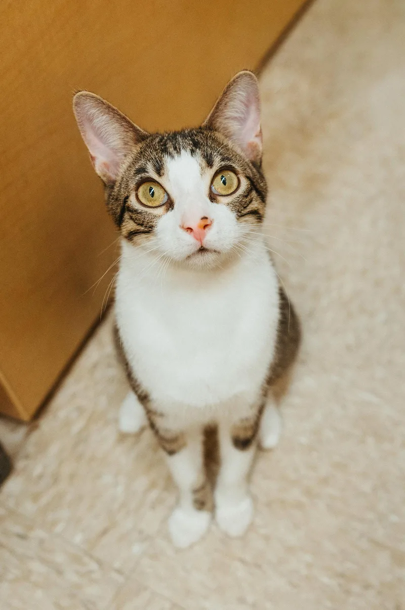A young medium-sized male Gray & White Domestic Short Hair cat named Crackle for adoption in McKinney, TX