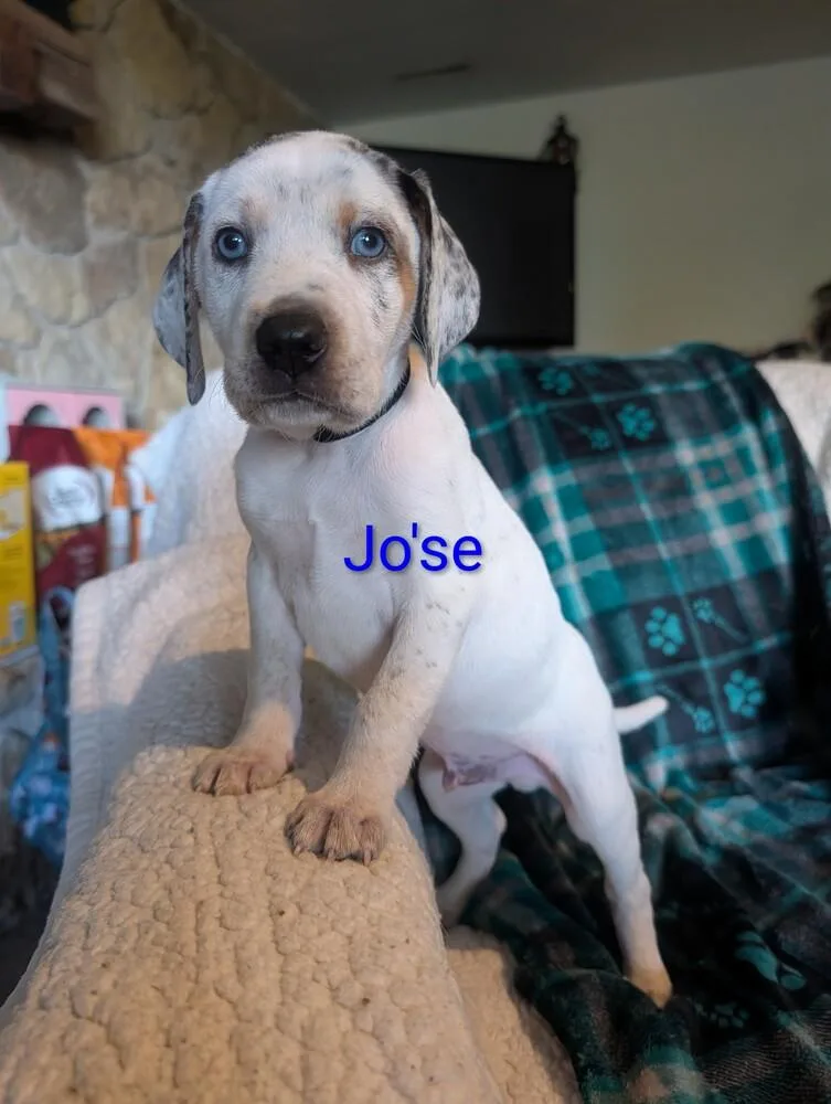 Jose Derby thumbnail 2