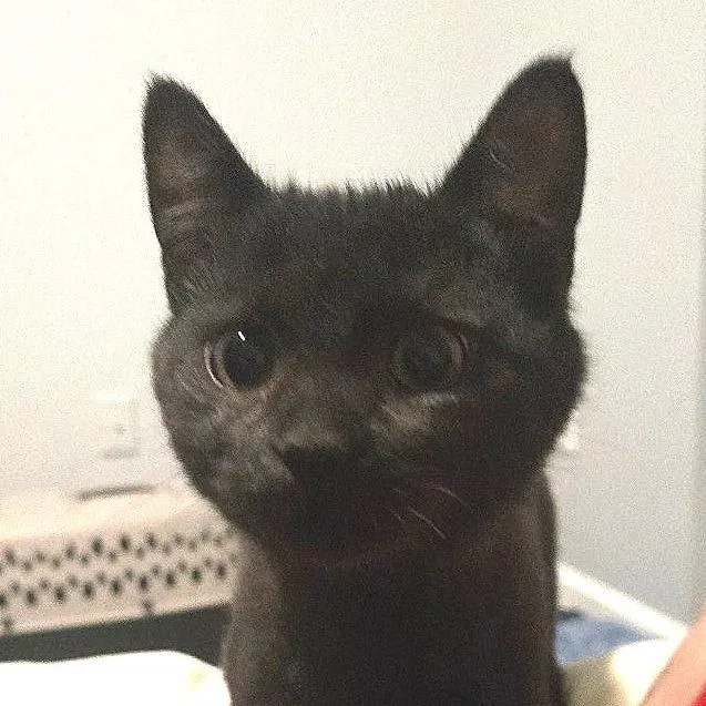 A young medium-sized female Black Domestic Short Hair cat named Muffin for adoption in Chapel Hill, NC