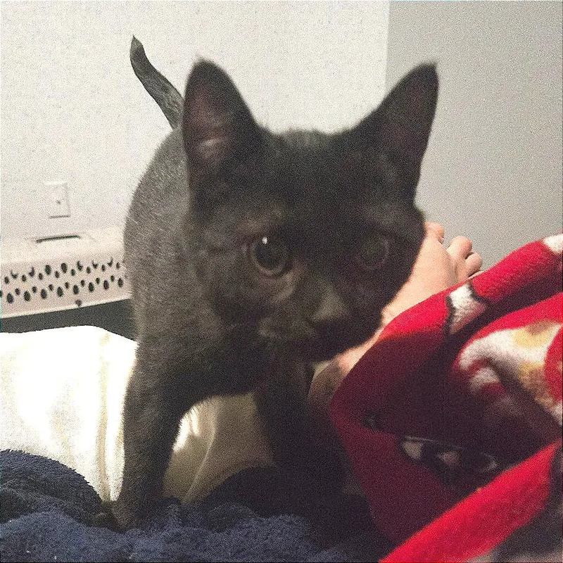 Muffin thumbnail 2