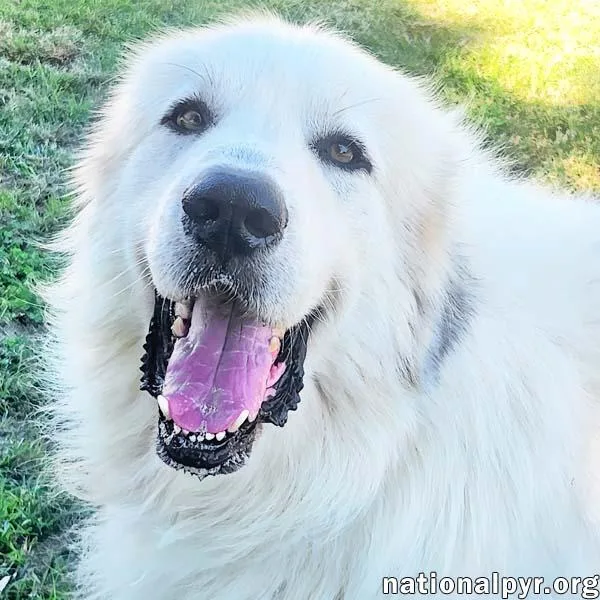 An adult extra large-sized male White / Cream Great Pyrenees dog named River in KY  for adoption in Beacon, NY
