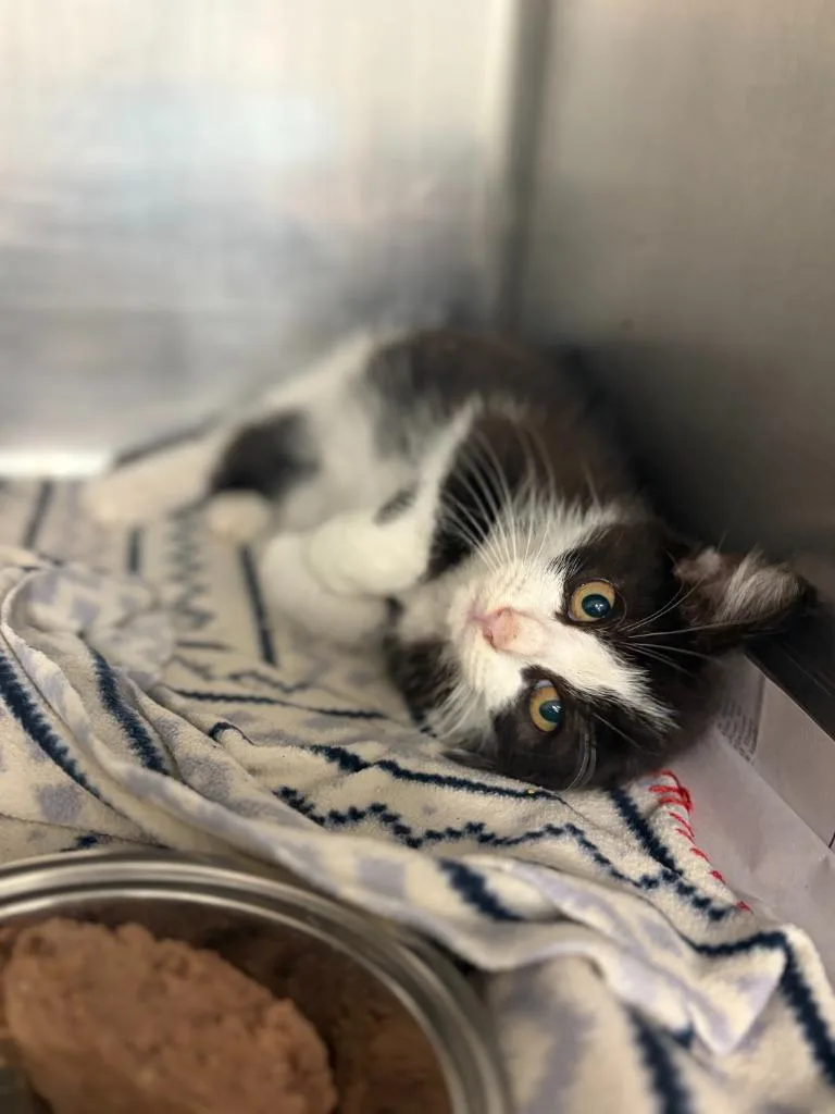 A baby medium-sized male Domestic Medium Hair cat named Oliver for adoption in Portland, IN