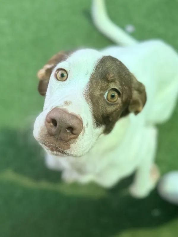 An adult medium-sized female Pointer dog named Penelope for adoption in Canton, GA