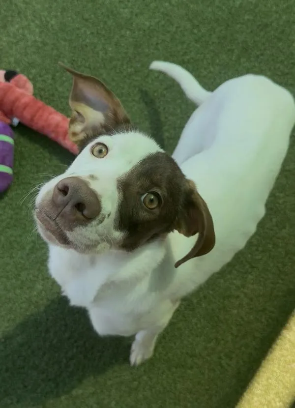 Penelope thumbnail 2