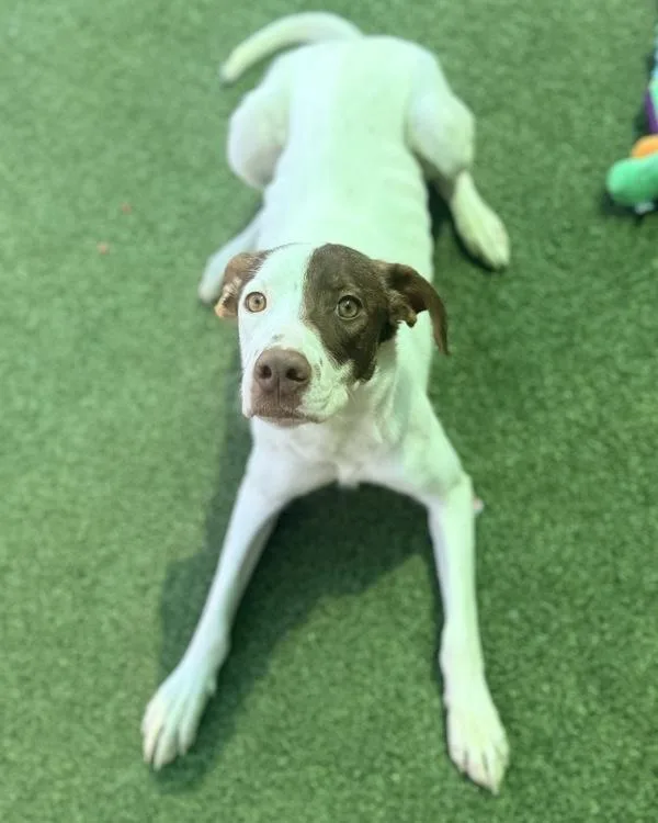 Penelope thumbnail 3