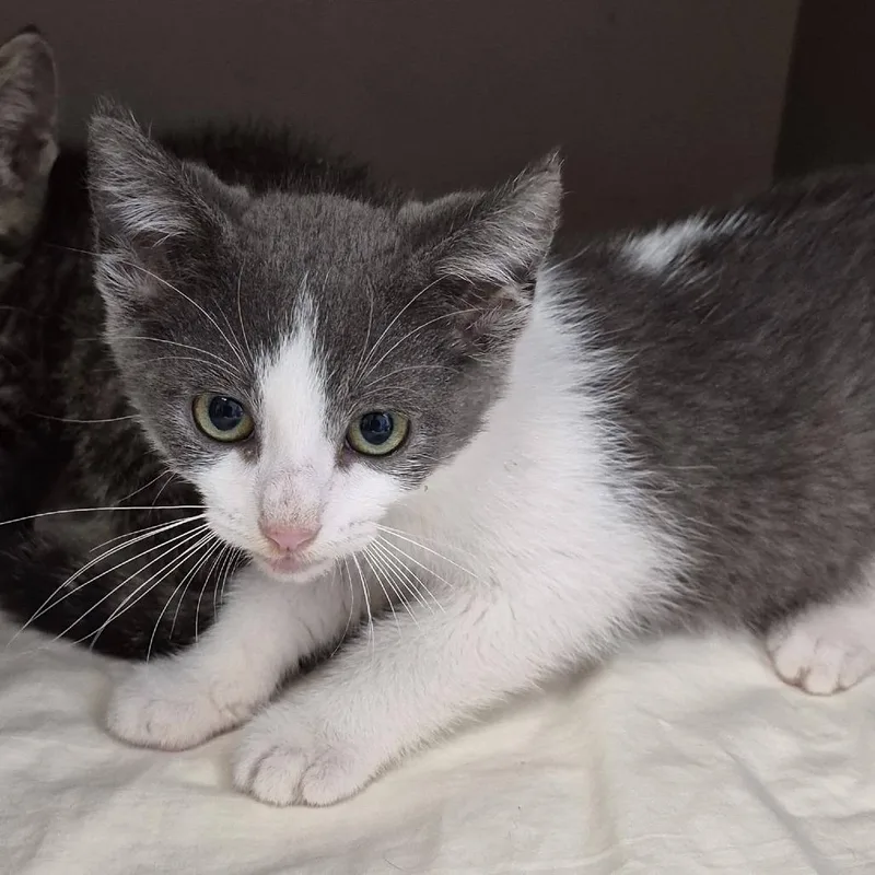 A baby small-sized male Gray / Blue / Silver Domestic Short Hair cat named Winnebago for adoption in Cleveland, MS