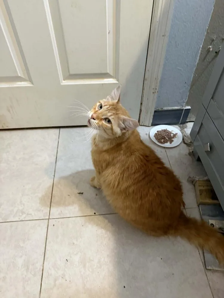 An adult large-sized male Tabby (Orange / Red) Domestic Long Hair cat named Cheeto for adoption in Deltona, FL