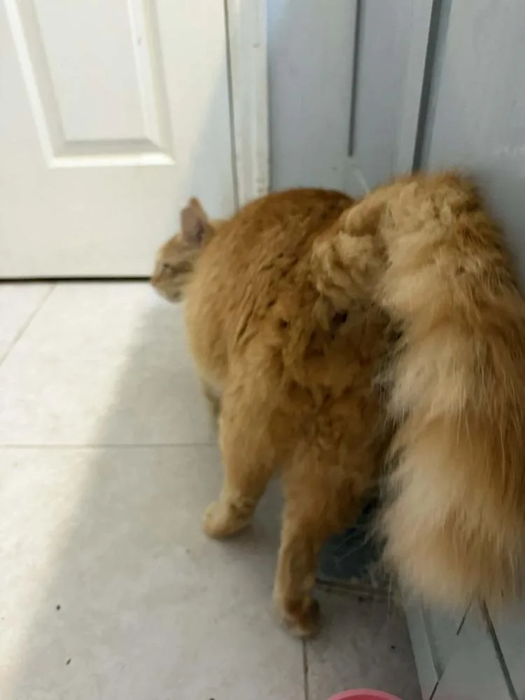 Cheeto thumbnail 2
