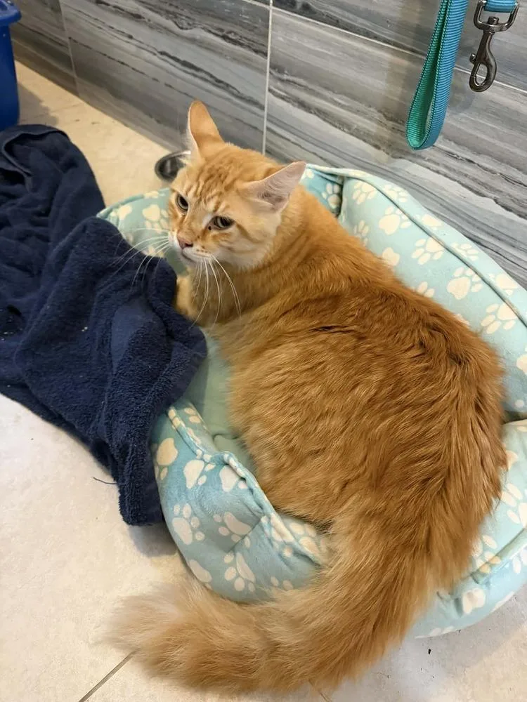 Cheeto thumbnail 3