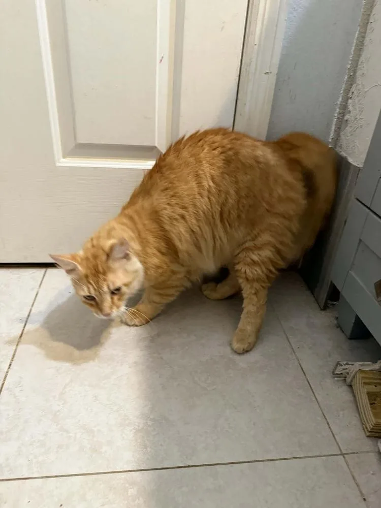 Cheeto thumbnail 4