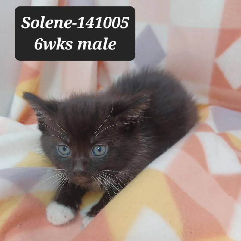 A baby small-sized male Domestic Short Hair cat named Solene for adoption in New Tazewell, TN