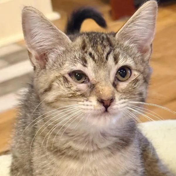 A baby small-sized female Brown / Chocolate Domestic Short Hair cat named Jewels for adoption in Concord, NH