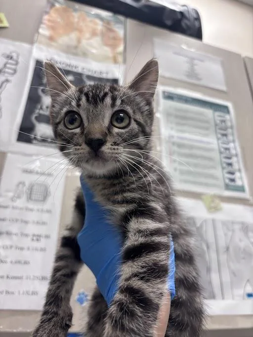 A baby small-sized male Domestic Short Hair cat named Pisces for adoption in Las Vegas, NV