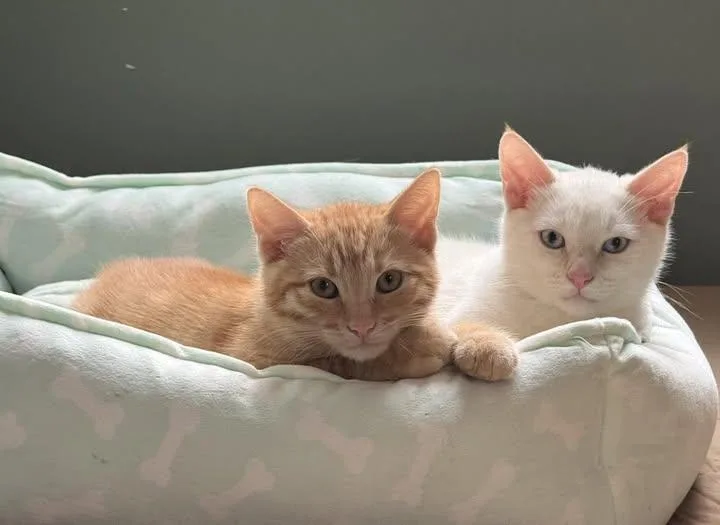 A young medium-sized male Tabby (Orange / Red) Domestic Short Hair cat named Harley & Blue for adoption in Horsham, PA