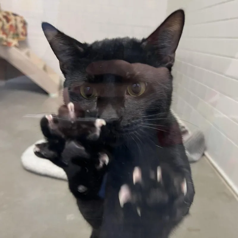 A young large-sized male Domestic Short Hair cat named Midnight for adoption in Pittsburgh, PA