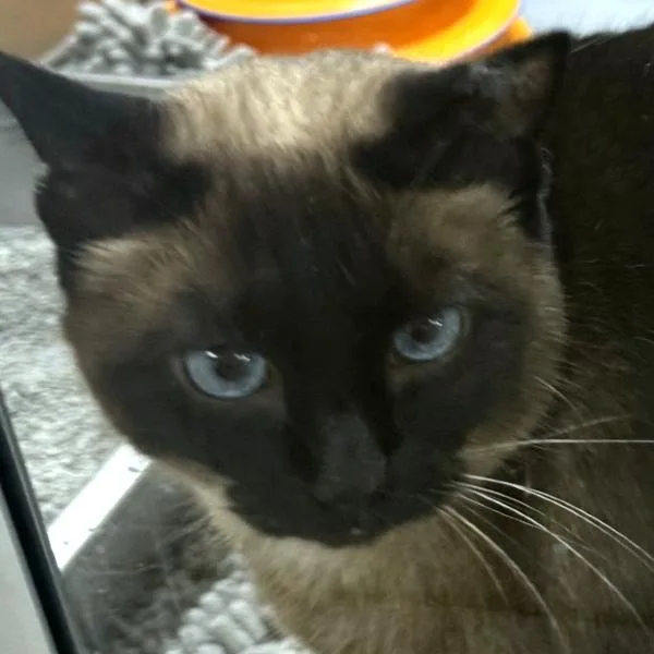 A senior small-sized female Domestic Short Hair cat named Fiona  Bonded Buddy for adoption in Des Moines, IA
