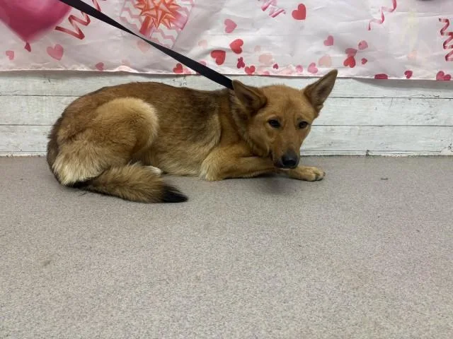 A young medium-sized female German Shepherd Dog dog named Ginger for adoption in San Bernardino, CA